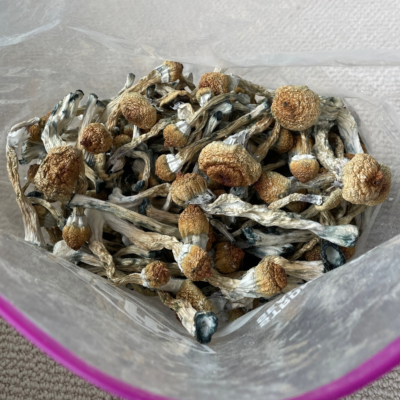 Pink Buffalo Mushroom